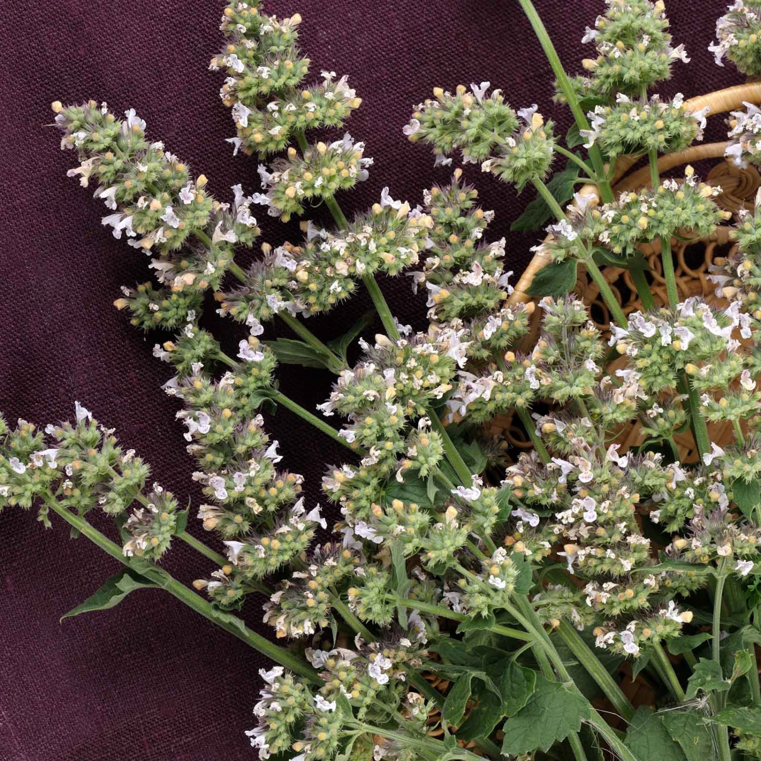 Catnip Seeds 3 Catnip Seeds - Image 3