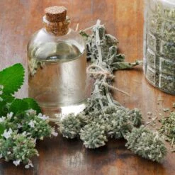 Catnip Seeds 7 Catnip Seeds -Eden Brothers Shop catnip shk 4