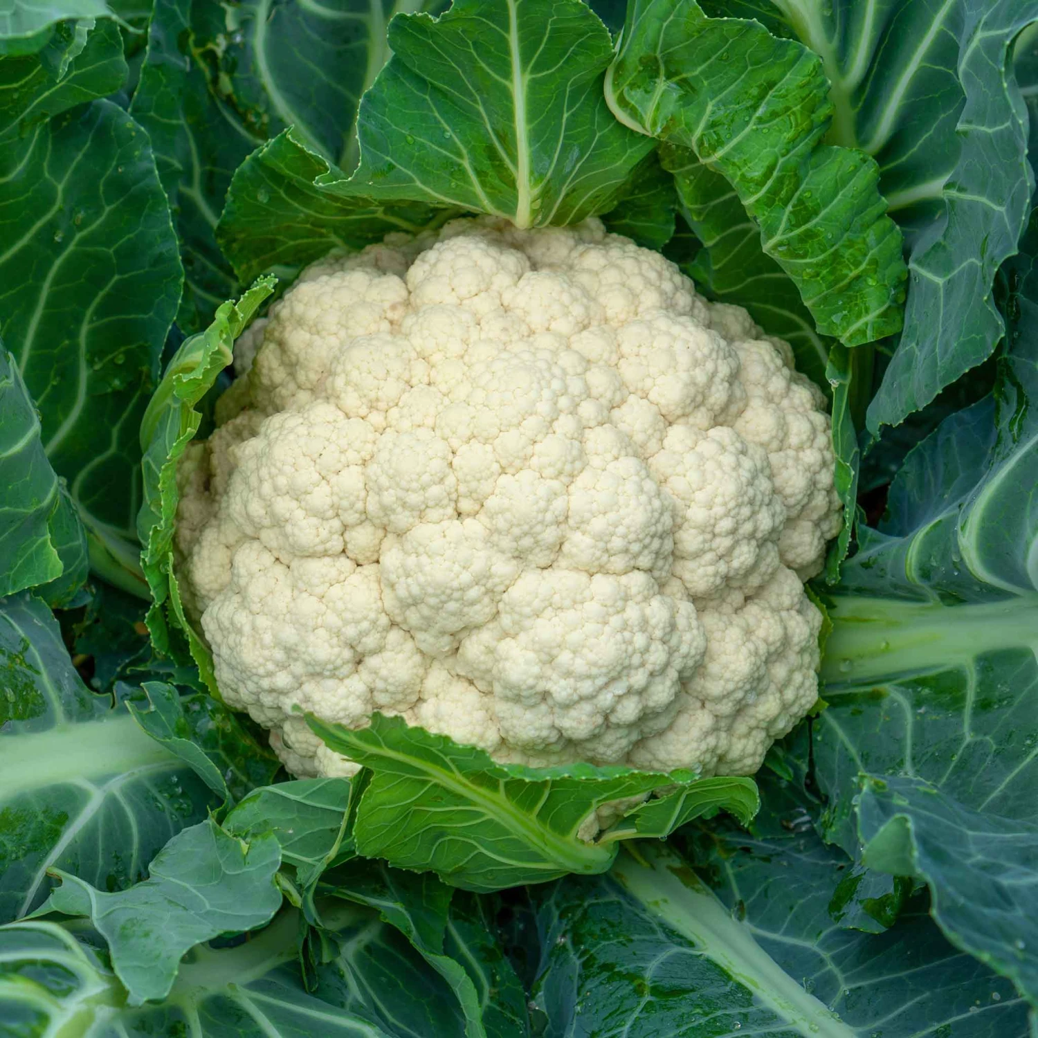Cauliflower Seeds - Snowball Y Improved 2 Cauliflower Seeds - Snowball Y Improved - Image 2