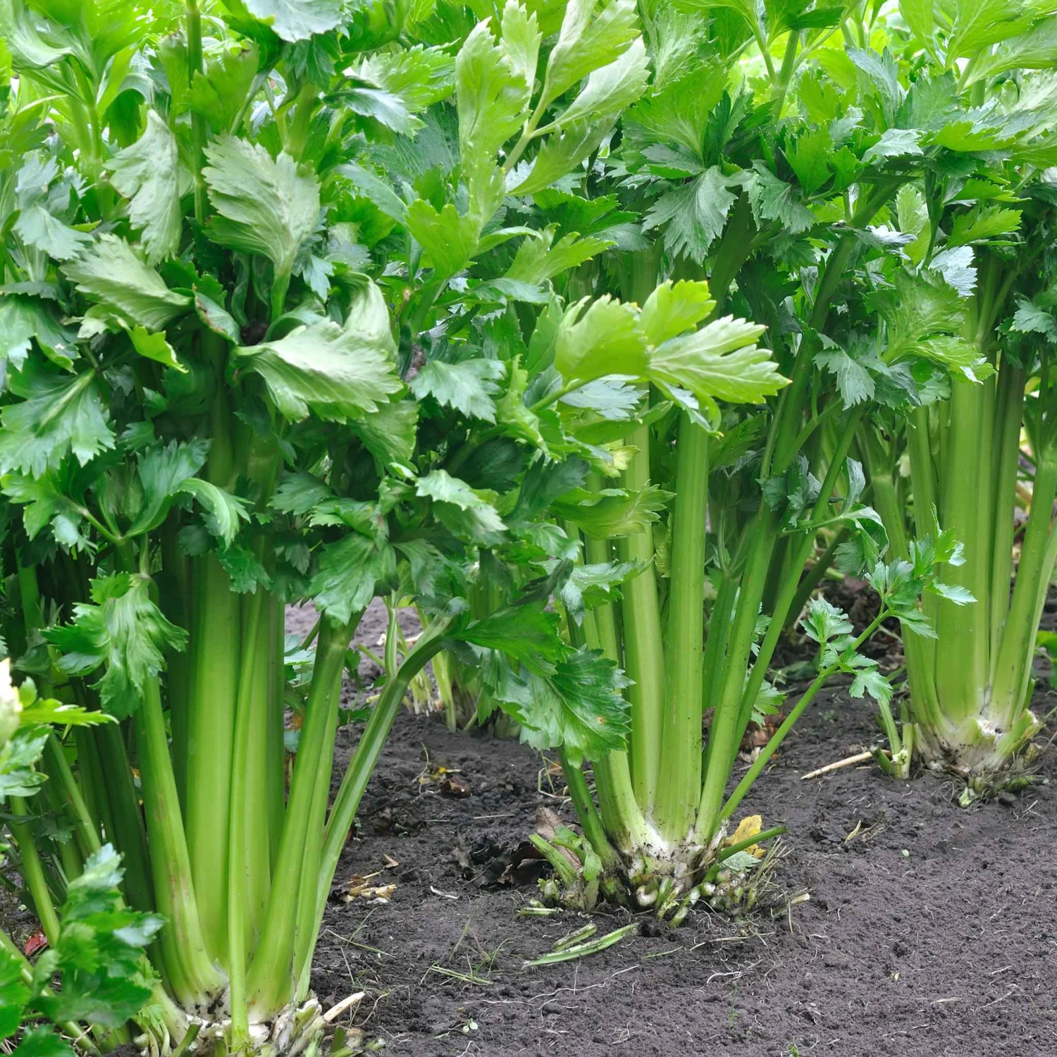 Celery Seeds - Tall Utah 52-70 2 Celery Seeds - Tall Utah 52-70 - Image 2