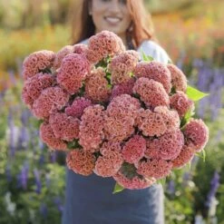 Celosia Seeds - Act Pink
