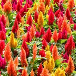 Celosia Seeds First Flame Mix - Vibrant Dwarf Garden Flowers