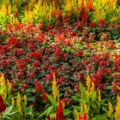 Celosia Seeds First Flame Mix - Vibrant Dwarf Garden Flowers -Eden Brothers Shop celosia first flame mix shk 3