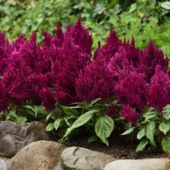 Celosia Seeds - First Flame Purple