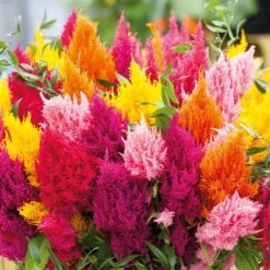 Celosia Seeds - Mixed Pampas Plume