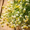 Chamomile Seeds - German