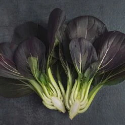Red Pak Choy Seeds - Dark Inferno Heirloom Chinese Cabbage