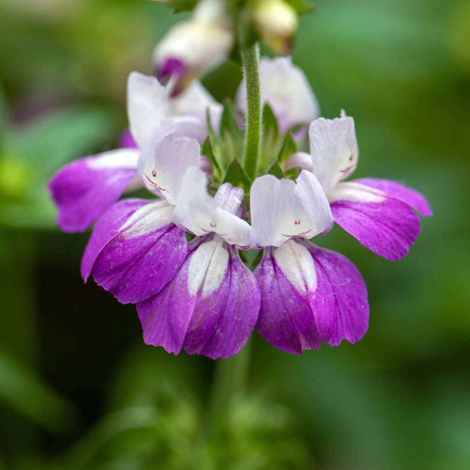 Chinese Houses Seeds 1 Chinese Houses Seeds