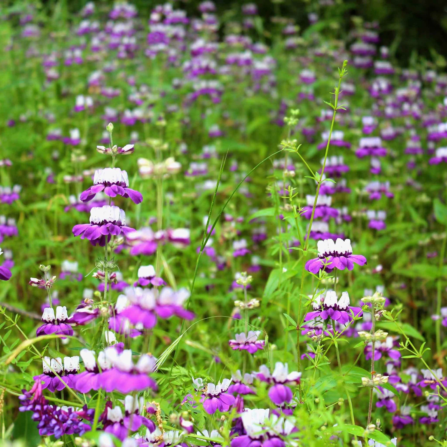 Chinese Houses Seeds 2 Chinese Houses Seeds - Image 2