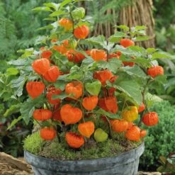 Chinese Lantern Seeds