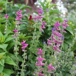 Pink Sundae Clary Sage Seeds - Easy-to-Grow Annual Pollinator Flowers