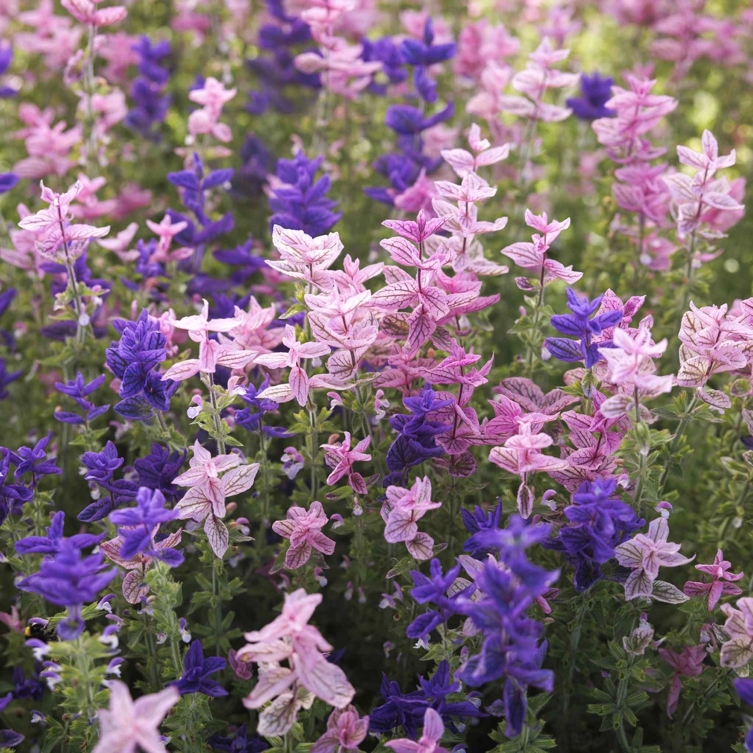 Tricolor Clary Sage Seeds - Vibrant Painted Sage Mix for Sun-Drenched Gardens 3 Tricolor Clary Sage Seeds - Vibrant Painted Sage Mix for Sun-Drenched Gardens - Image 3