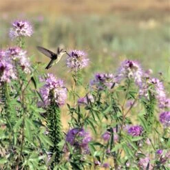 Rocky Mountain Beeplant Seeds (Wild Cleome) - Native Pollinator Wildflower