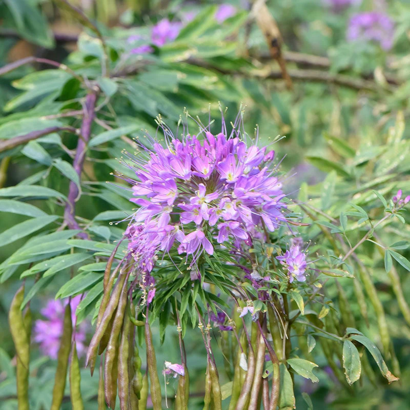Rocky Mountain Beeplant Seeds (Wild Cleome) - Native Pollinator Wildflower 2 Rocky Mountain Beeplant Seeds (Wild Cleome) - Native Pollinator Wildflower - Image 2