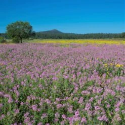 Rocky Mountain Beeplant Seeds (Wild Cleome) - Native Pollinator Wildflower 8 Rocky Mountain Beeplant Seeds (Wild Cleome) - Native Pollinator Wildflower -Eden Brothers Shop cleome rocky mountain beeplant shk 4 5784d47a 62b1 4ce6 8b90 0df6a0c92866