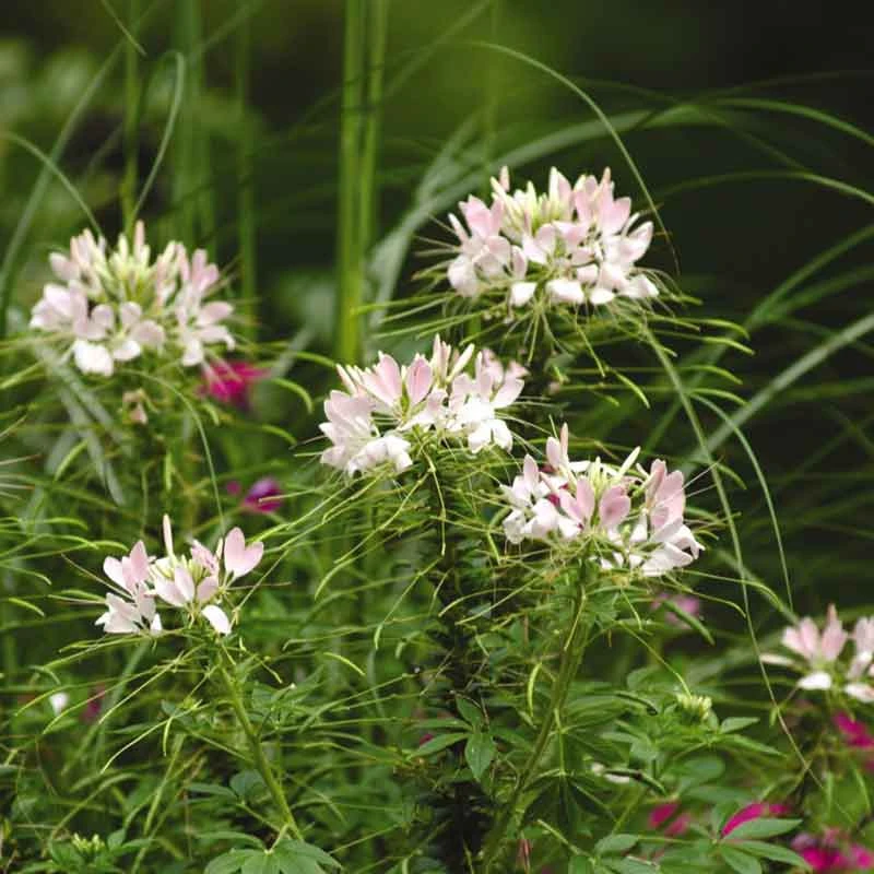 Cleome Sparkler Blush Seeds - Easy-to-Grow Pink Pollinator Flower Seeds 4 Cleome Sparkler Blush Seeds - Easy-to-Grow Pink Pollinator Flower Seeds - Image 4