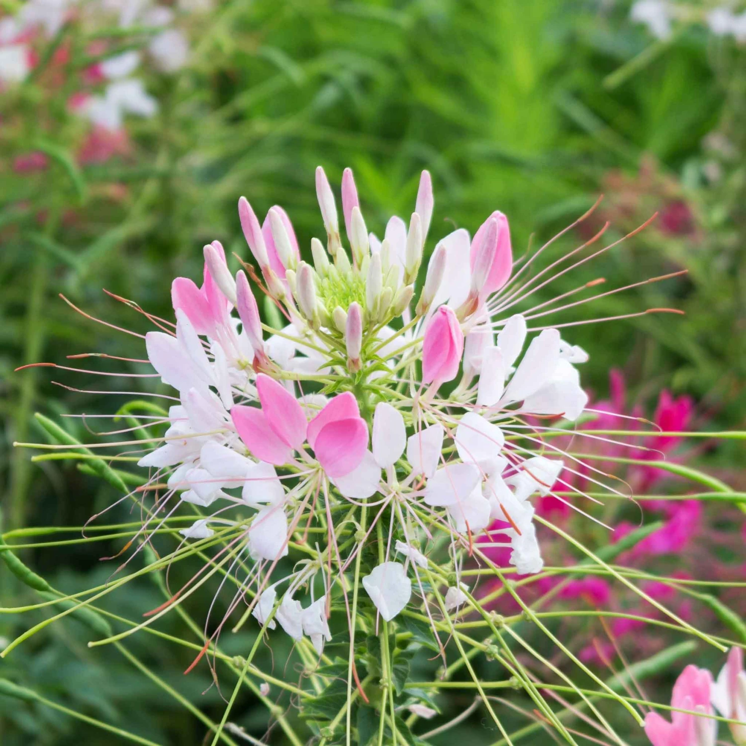 Cleome Sparkler Blush Seeds - Easy-to-Grow Pink Pollinator Flower Seeds 1 Cleome Sparkler Blush Seeds - Easy-to-Grow Pink Pollinator Flower Seeds
