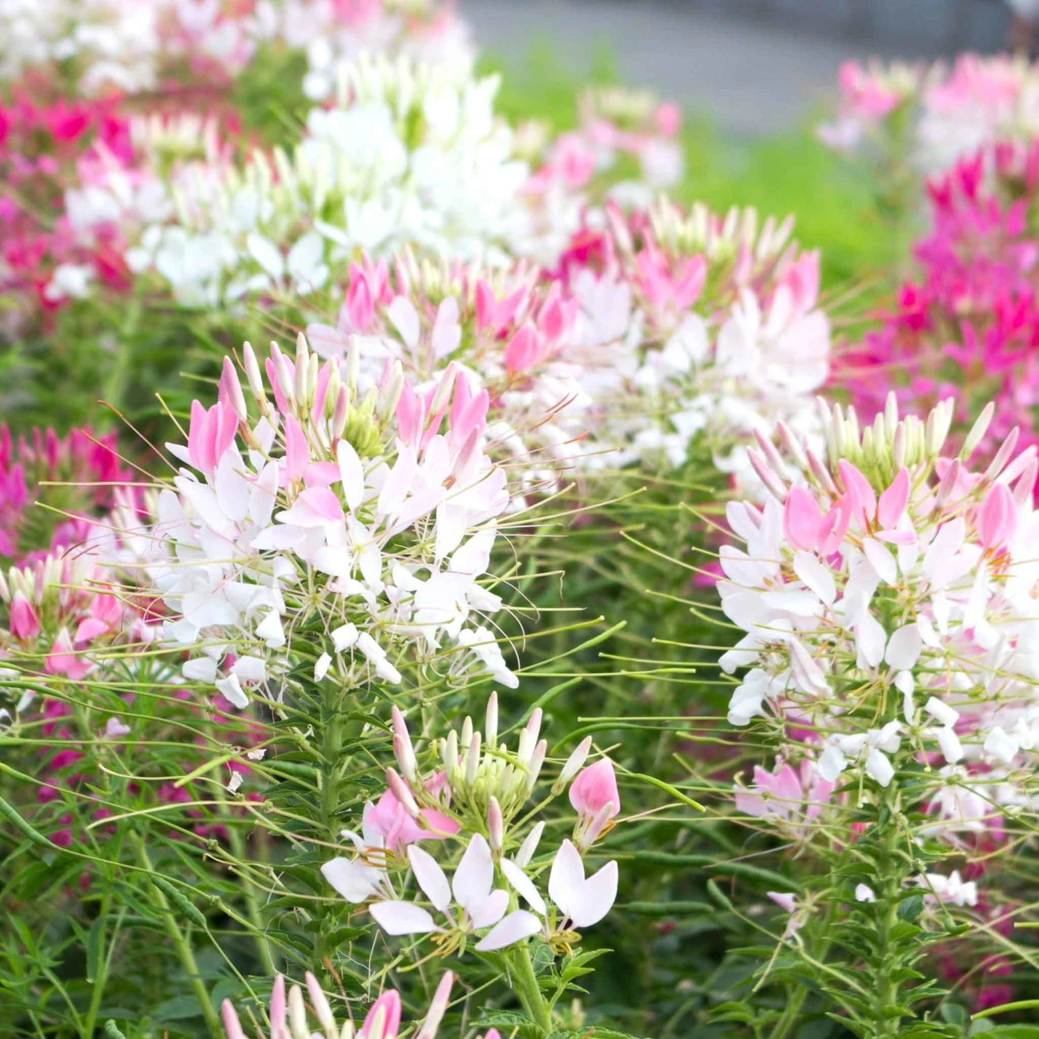 Cleome Sparkler Blush Seeds - Easy-to-Grow Pink Pollinator Flower Seeds 2 Cleome Sparkler Blush Seeds - Easy-to-Grow Pink Pollinator Flower Seeds - Image 2