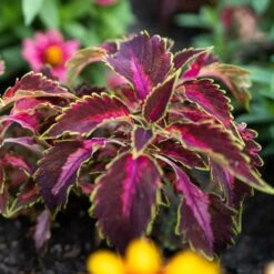 Chocolate Covered Cherry Coleus Seeds - Stunning Tricolor Foliage for Sun or Shade