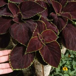Chocolate Mint Coleus Seeds - Striking Bi-Color Foliage for Sun & Shade