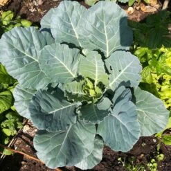 Champion Collard Seeds: High-Yield, Frost-Resistant Fall Garden Seeds