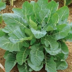 Collard Seeds - Georgia Southern