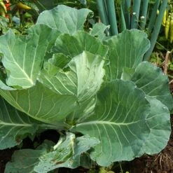Morris Heading Collard Seeds - Heirloom Heat-Tolerant Garden Greens