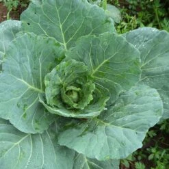 Heirloom Vates Collard Seeds - High-Yield, Frost-Resistant Greens