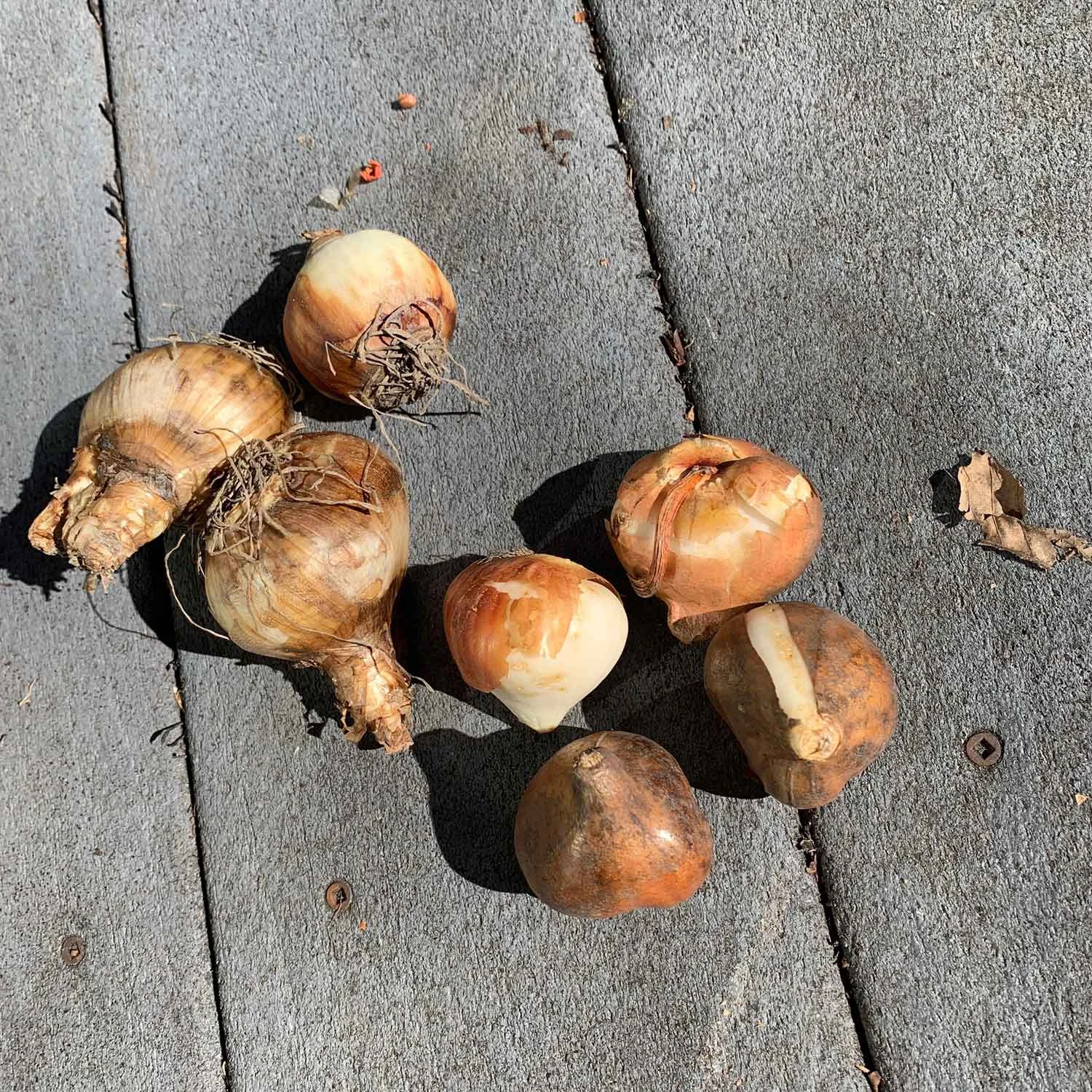 Tulip & Daffodil Promenade Mix 4 Tulip & Daffodil Promenade Mix - Image 4