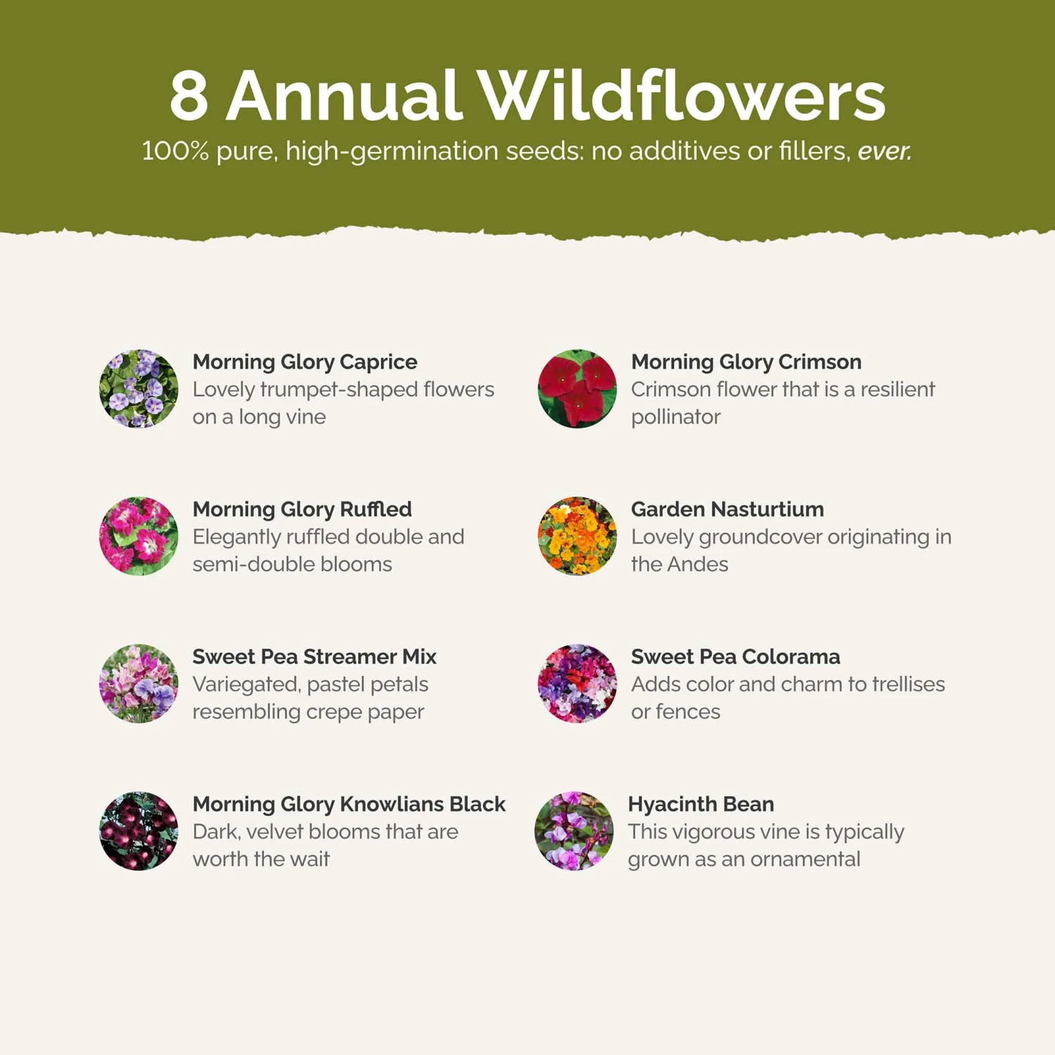 Colorful Climbers - Climbing Flower Seed Mix 3 Colorful Climbers - Climbing Flower Seed Mix - Image 3