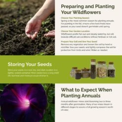 Colorful Climbers - Climbing Flower Seed Mix 7 Colorful Climbers - Climbing Flower Seed Mix -Eden Brothers Shop colorful climbers SMCAT125 st5