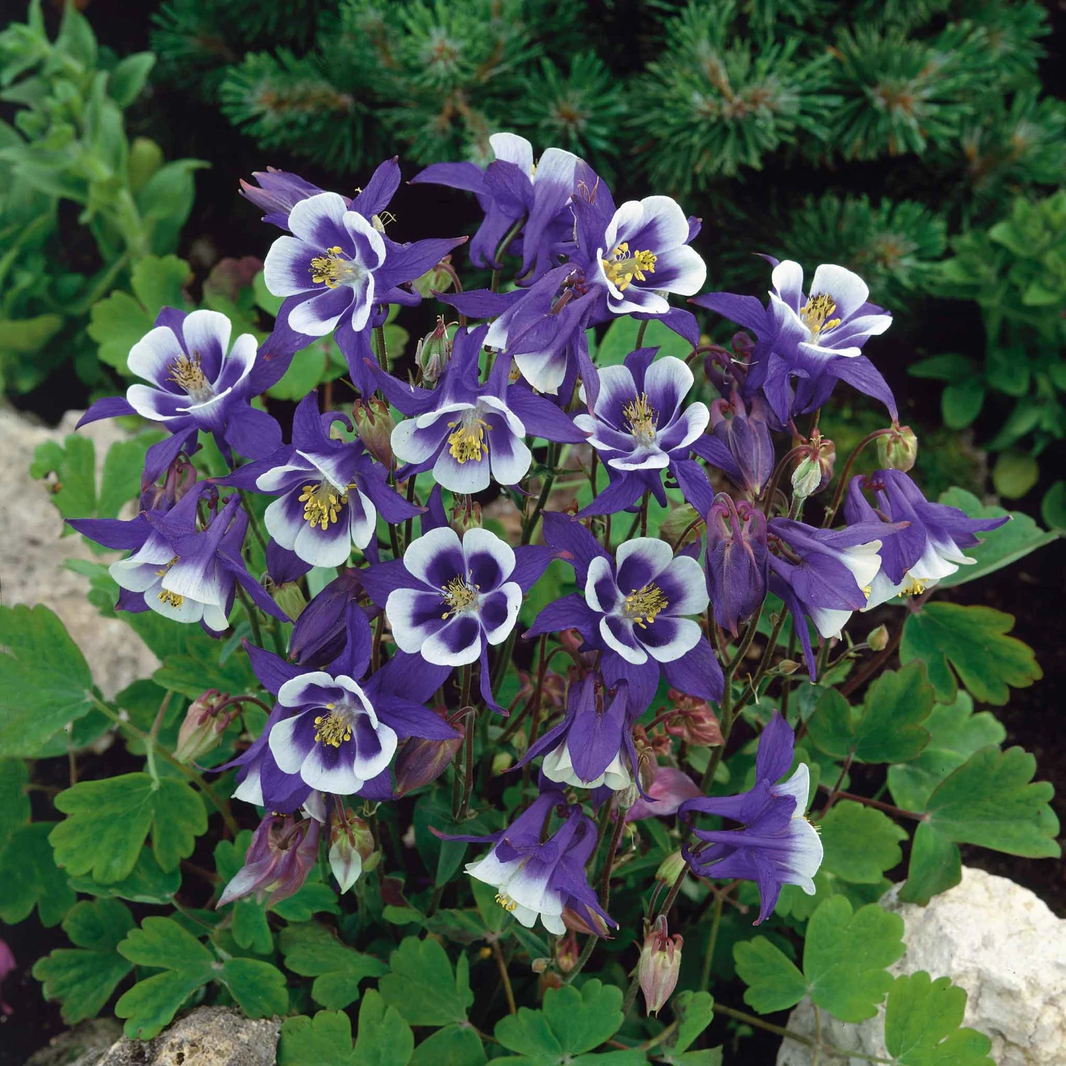 Columbine Seeds - Blue Star 1 Columbine Seeds - Blue Star