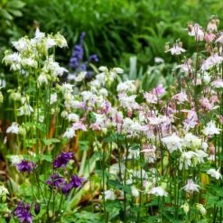 Dwarf / European Columbine Mix Seeds