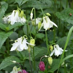 Dwarf / European Columbine Mix Seeds 6 Dwarf / European Columbine Mix Seeds -Eden Brothers Shop columbine dwarf european shk 4