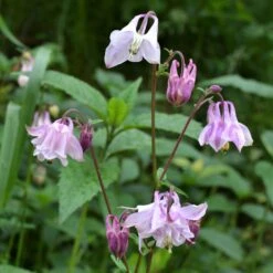 Dwarf / European Columbine Mix Seeds 7 Dwarf / European Columbine Mix Seeds -Eden Brothers Shop columbine dwarf european shk 5
