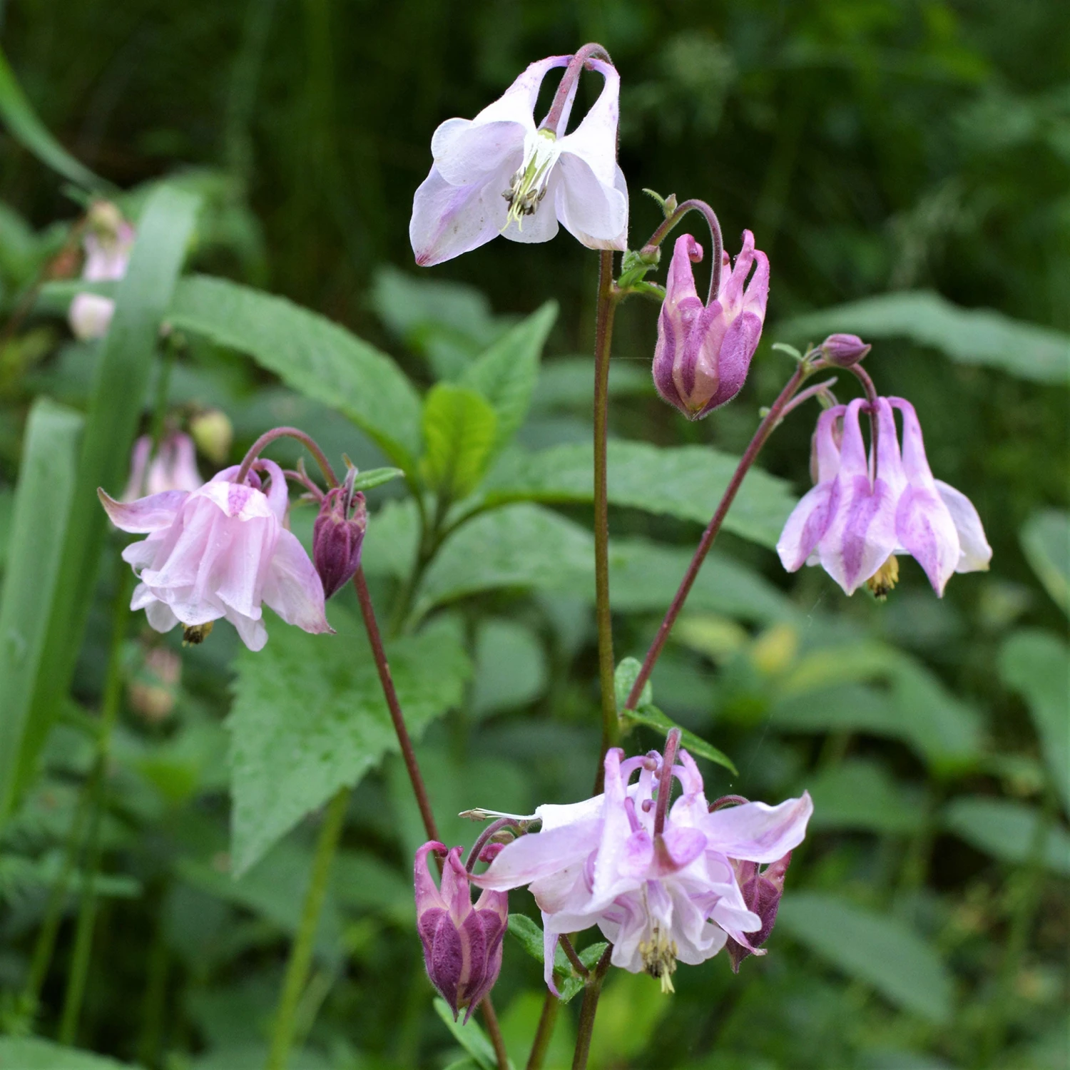 Dwarf / European Columbine Mix Seeds 4 Dwarf / European Columbine Mix Seeds - Image 4