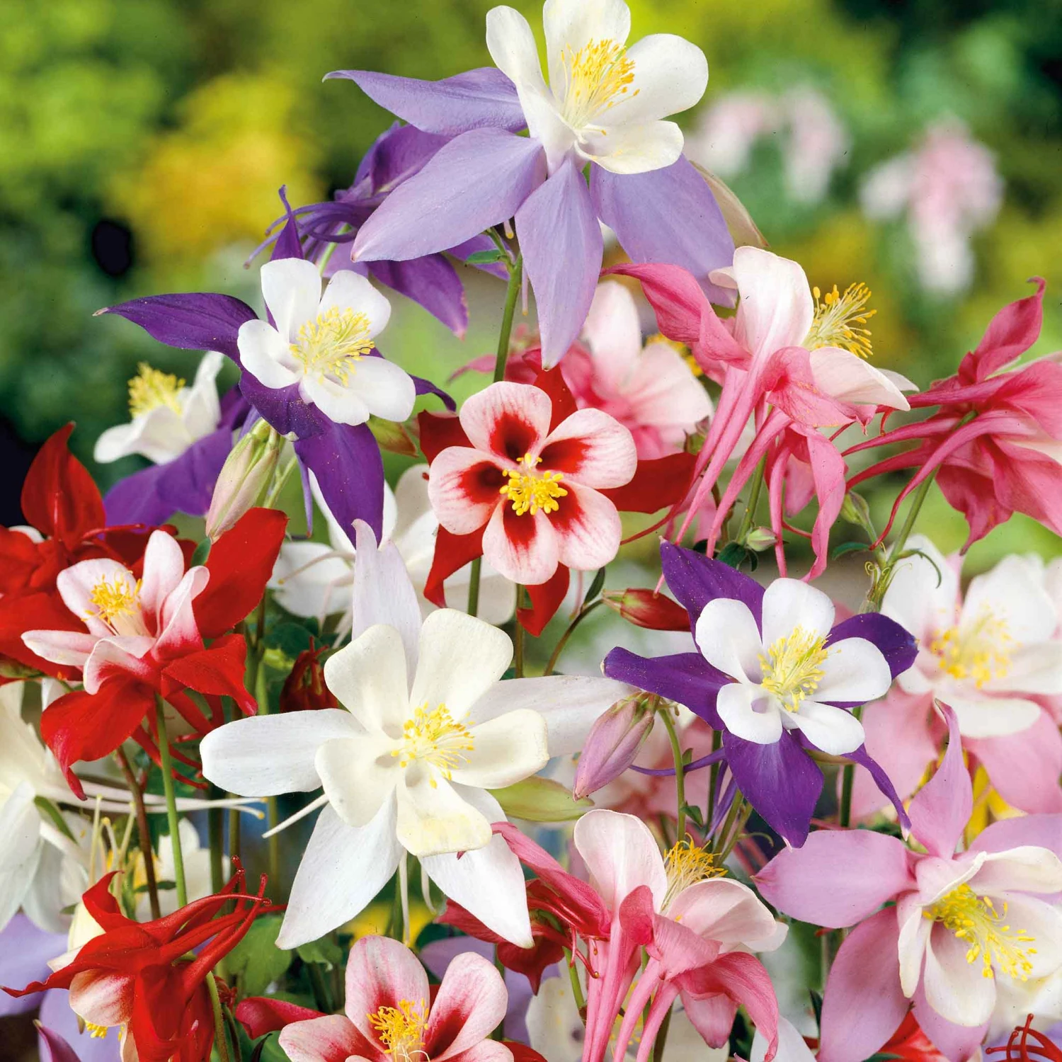 Columbine Seeds - McKana Giant Mix 2 Columbine Seeds - McKana Giant Mix - Image 2