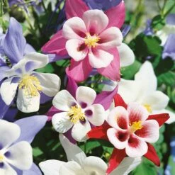 Columbine Seeds - McKana Giant Mix 6 Columbine Seeds - McKana Giant Mix -Eden Brothers Shop columbine mckana giant ndp 4