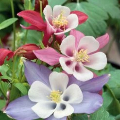 Columbine Seeds - McKana Giant Mix 7 Columbine Seeds - McKana Giant Mix -Eden Brothers Shop columbine mckana giant ndp 5