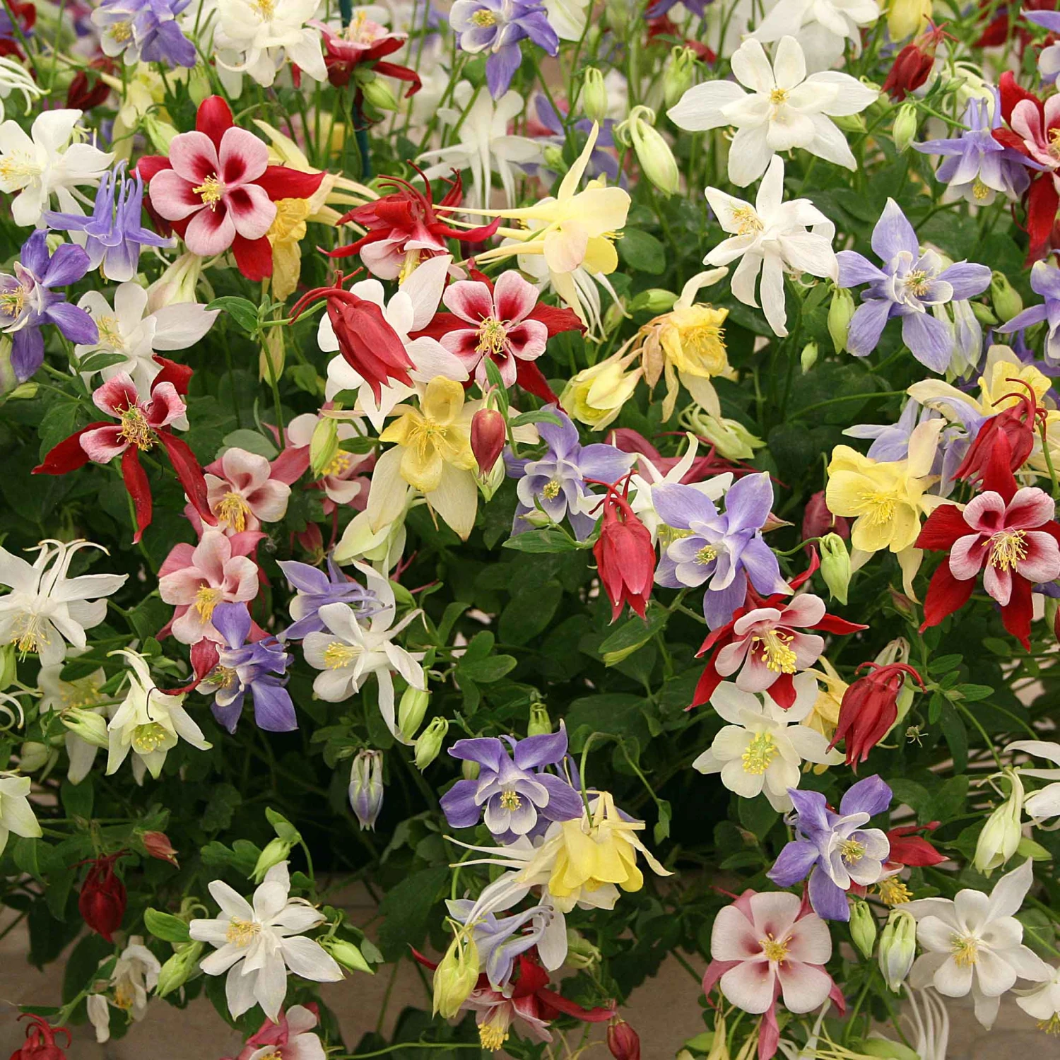 Columbine Seeds - McKana Giant Mix 1 Columbine Seeds - McKana Giant Mix