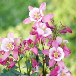 Columbine Seeds - Rose Star
