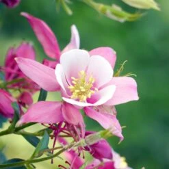 Columbine Seeds - Rose Star -Eden Brothers Shop columbine rose star shk 3