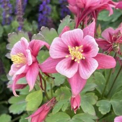 Columbine Seeds - Rose Star -Eden Brothers Shop columbine rose star shk 4