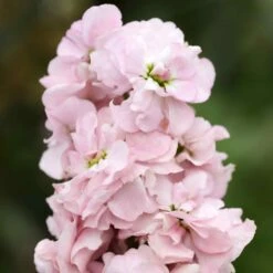 Appleblossom Stock Flower Seeds - Early Spring Fragrant Scented Blooms
