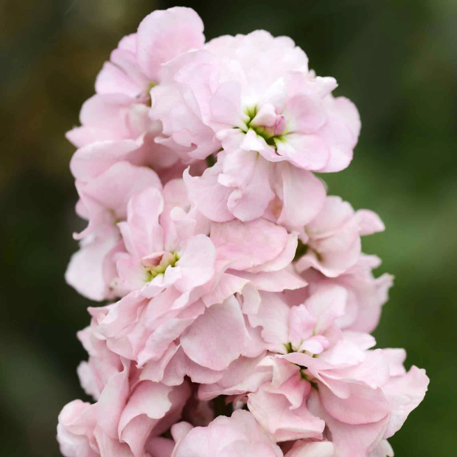 Appleblossom Stock Flower Seeds - Early Spring Fragrant Scented Blooms 1 Appleblossom Stock Flower Seeds - Early Spring Fragrant Scented Blooms