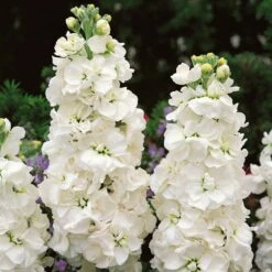 White Goddess Column Stock Seeds - Fragrant Double White Blooms