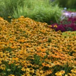 Coneflower Seeds - Artisan Yellow Ombre