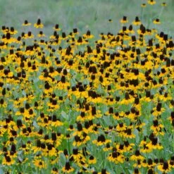 Clasping Coneflower Seeds