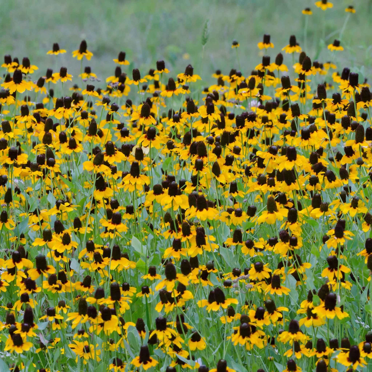 Clasping Coneflower Seeds 1 Clasping Coneflower Seeds