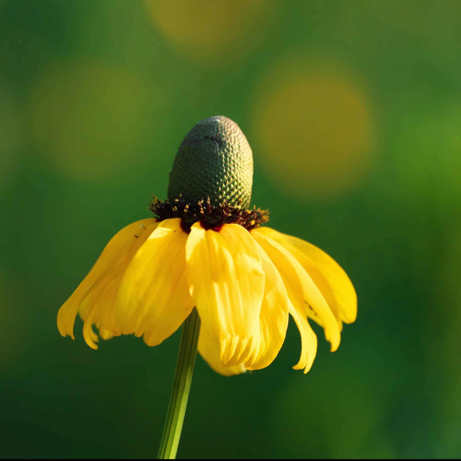 Clasping Coneflower Seeds 2 Clasping Coneflower Seeds - Image 2